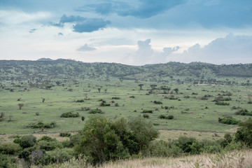 Fototapeta na wymiar Landscape in Uganda in Queens Elizabeth National Park
