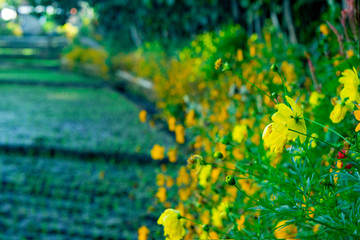Obraz premium yellow Sulfur cosmos flowers in the garden