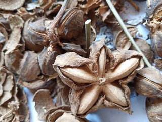 Star