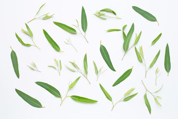 Fototapeta premium Eucalyptus leaves on white