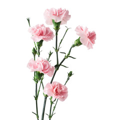 Naklejka na ściany i meble Pink carnations isolated on white