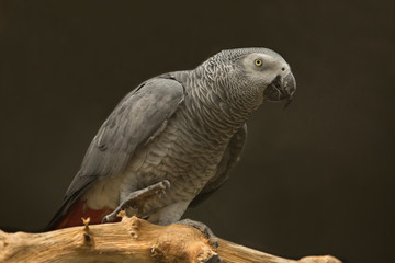  Grey parrot (Psittacus erithacus).