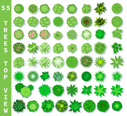 Different trees top view. View from above set for architectural and landscape natural green space design. Vector