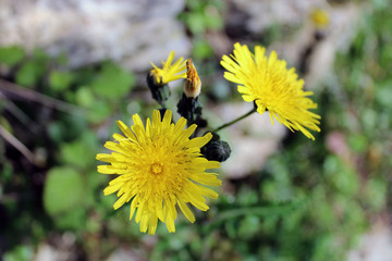 Corolla di Tarassaco Taraxacum