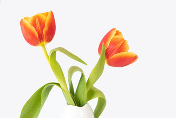 Tulpen (zweifarbig)