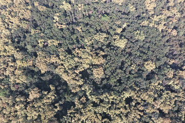 The forest Red forest. Landscape with a bird's eye view