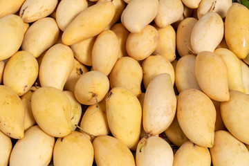 Close up of Ripe mangoes sold in the fruit market