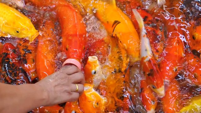Slow motion of feeding Koi Japanese fancy carp fish