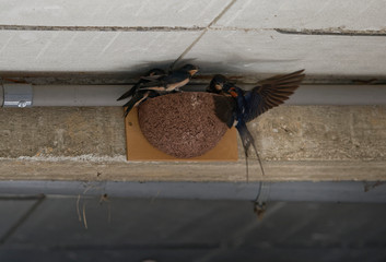 Hirondelles rustiques, nourrissage © Patrick
