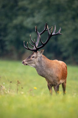 Close-up of a red deer, cervus elaphus, stag in summer with big antlers looking aside with blurred background