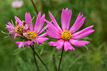 Beautiful Chrysanthemum Plants