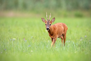 Naklejka na ściany i meble Attentive roe deer, capreolus capreolus, buck walking on a meadow in summer with green blurred background. Wild animal in nature with space for copy.