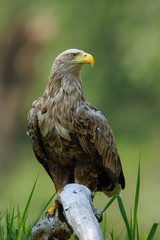 Vertical detail of adult white-tailed eagle, haliaeetus albicilla, sitting on bough low above ground in floodplain forest with broken tree blurred in background.