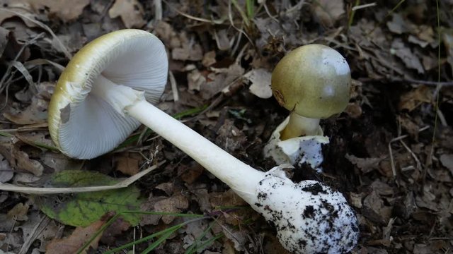 Amanita phalloides, death cap, is a deadly poisonous fungus, the most dangerous mushroom. fatal mushroom poisonings worldwide. A mycologist collects amanita phalloides for study purposes