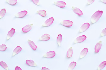 Pink lotus petals on white.