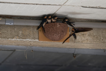 Hirondelles rustiques, nourrissage © Patrick