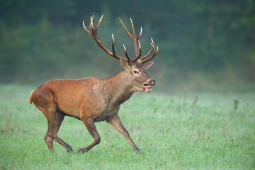 Wild red deer, cervus elaphus, stag running fast with mouth open early in the morning with mist in backgrouns. Dynamic action wildlife scene with animal sprinting.