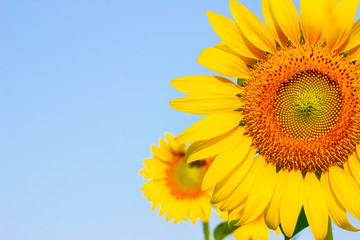 Obraz premium close up sunflower on blue sky background