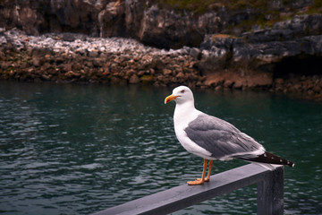 seagulls in a fishing port