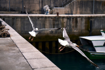 seagulls in a fishing port