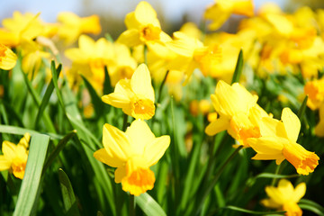 Wild dafodils in blossom                               