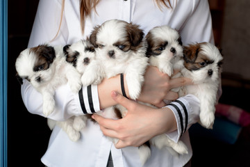Five puppies shitzu in the hands of the breeder.