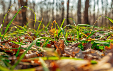 Early spring in the forest