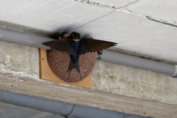 Hirondelles rustiques, nourrissage © Patrick