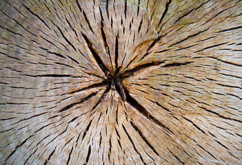  Tree trunk cross section                              