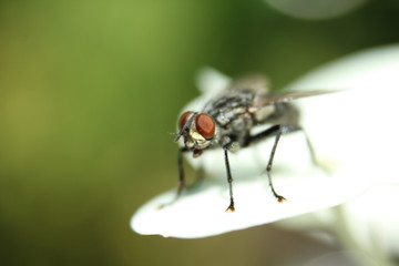 Fliege Nahaufnahme