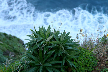 Top view of the raging ocean with  hill with green plants. Coast of the island of Madeira. Cropped shot, horizontal, a lot of free space for text, top view. The concept of nature and travel.