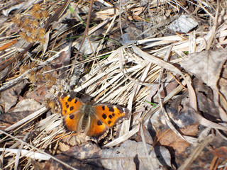 butterfly on leaf