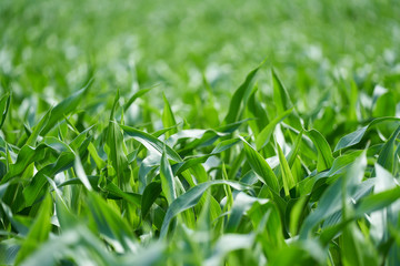 Close up of green young corn