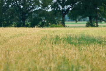 Obraz na płótnie Canvas Field of wheat with trees in the background