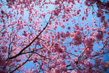 Sakuras in Blossom                      