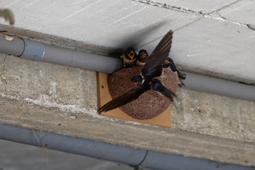 Hirondelles rustiques, nourrissage © Patrick