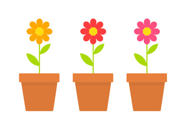 Naklejka na ściany i meble Spring daisy flowers in pots.