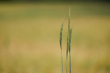 Fototapeta premium Green grass on a blurred natural yellow background with space for text