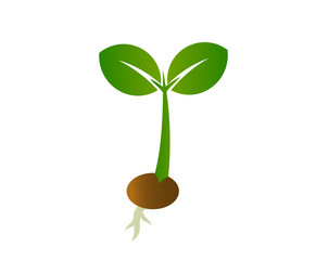  Little seedling plant icon.