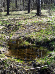 stream in forest