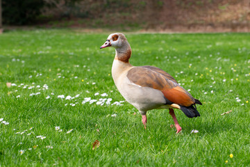 Ente geht auf gras