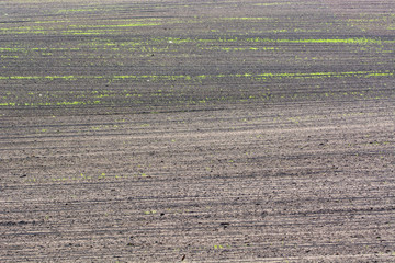 parallel furrows