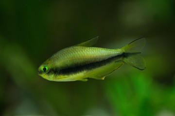 Nematobrycon palmeri ( Emperor tetra).