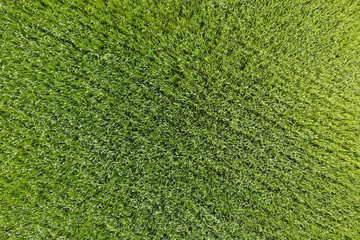 The wheat field is green. Young wheat on the field. View from ab © eleonimages
