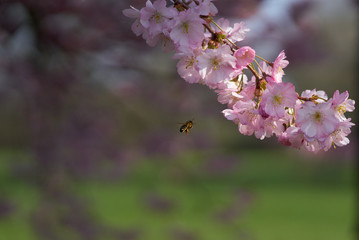 Bee and Sakura flowers                               