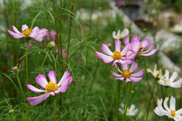 Beautiful Chrysanthemum Plants