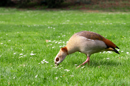 Ente pickt gras