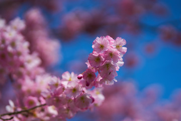 Sakuras in Blossom                      