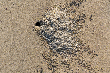 Top view of a pile of sand caused by crab digging  hole on the tropical beach on sunny day
