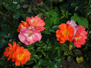 red flowers in the garden